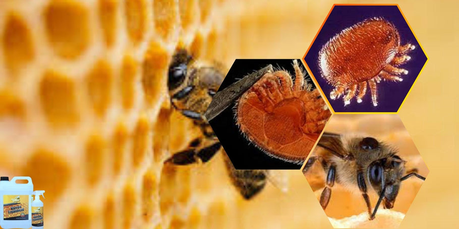 Kuinka suojata mehiläisiäsi varroapunkkeilta?