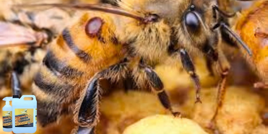 Uudistus mehiläisten suojelussa: Varroa-punkkia vastaan oleva tuote, joka muuttaa pelin hengen
