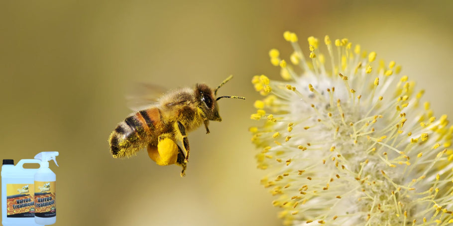 Varroa-punkki: mehiläispesien näkymätön vihollinen