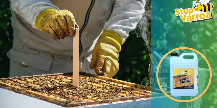 Varroa-hoito: Milloin sinun pitäisi toimia mehiläistesi pelastamiseksi?