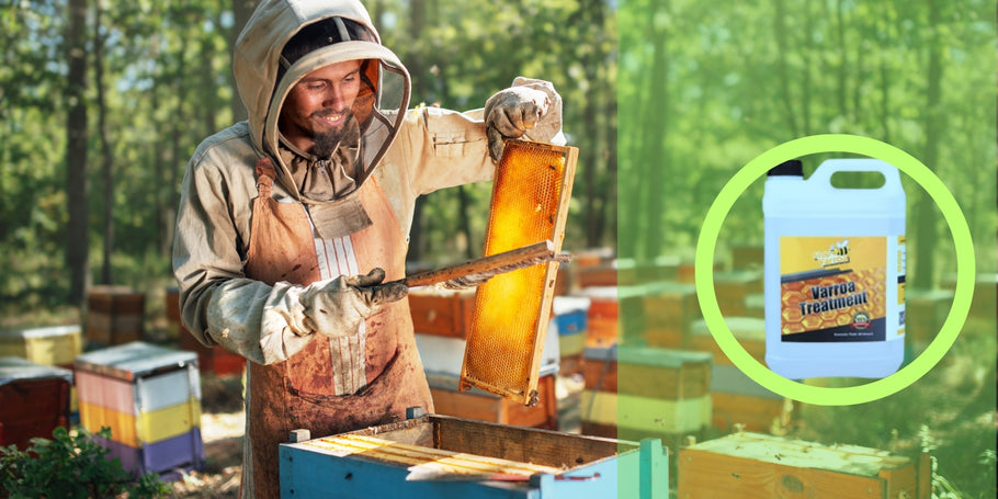 Anti-Varroa-hoito: Suojaa mehiläisiäsi ja lisää hunajantuotantoa.