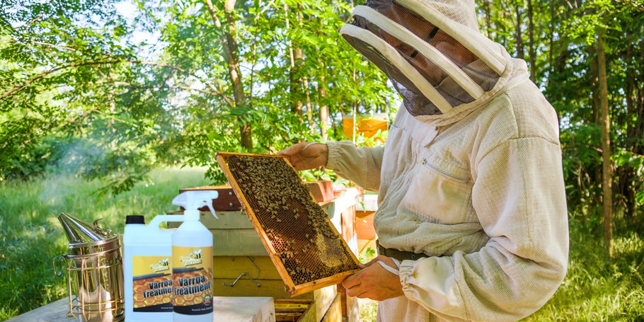 Varroapunkit: uhka mehiläisille, ratkaisuja mehiläishoitajille